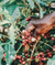 The Little Coffee Company - Ethiopian GROUND TIN